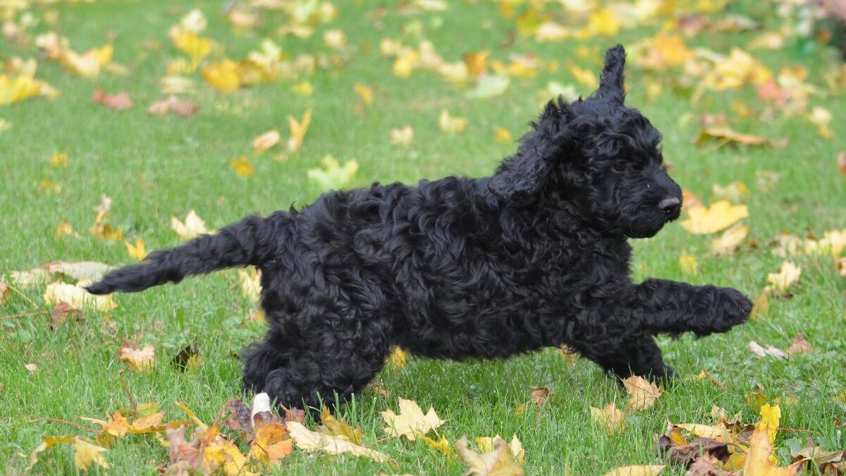 Barbet puppy running outside, fall.