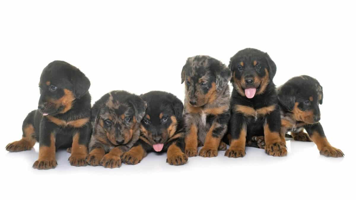 Beauceron puppies in studio. Beauceron puppies in front of white background