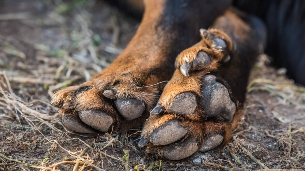 Big Beauceron dog paws close up background.