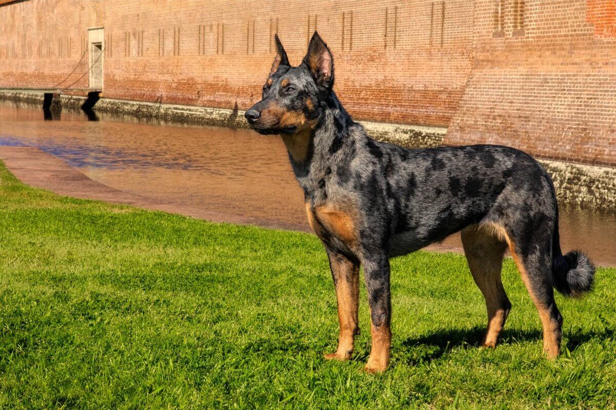 Beauceron at national historic site Ft. Pulaski