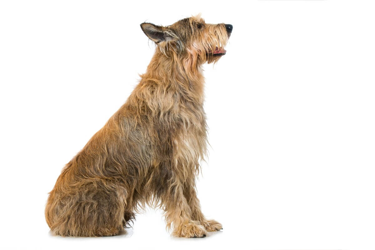 Picard dog sitting on white background. Adult picard dog from the side sitting isolated on white background and looking up