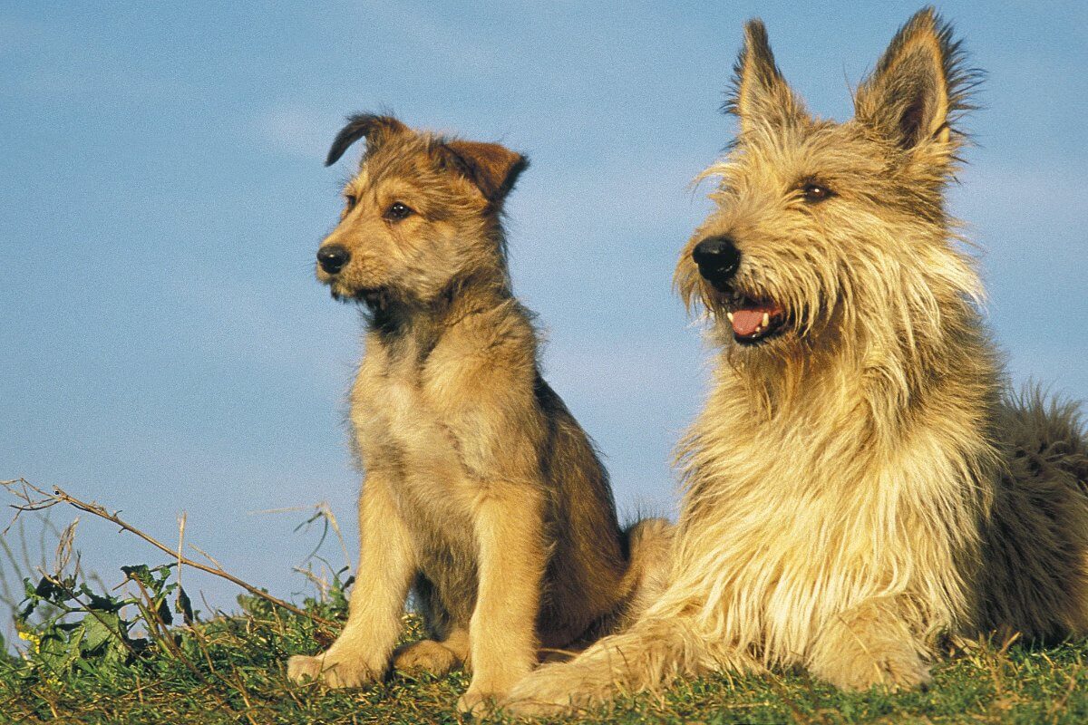 Berger Picard. Picardy shepherd dog, female with standing on grass