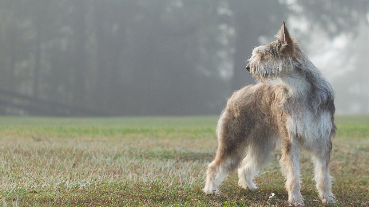 Berger Picard standing on a clearing in the woods, looking at the distance.