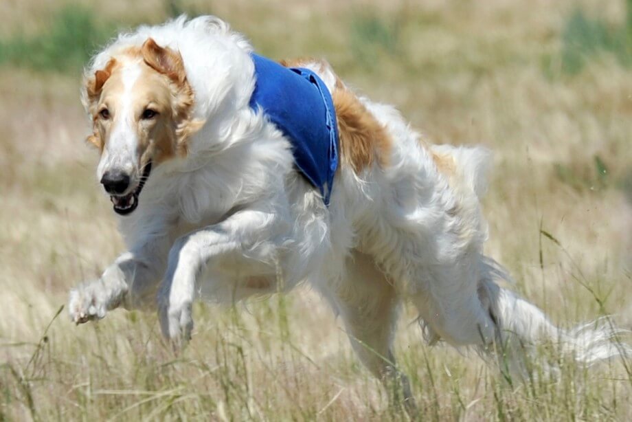 Borzoi running through a field