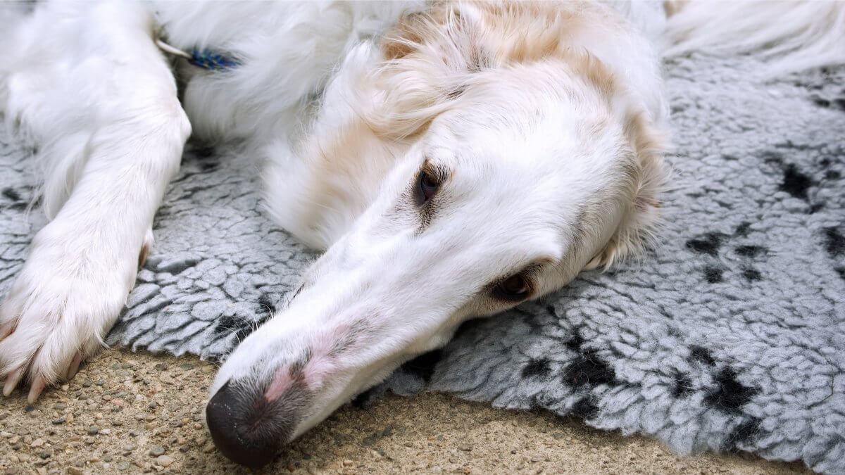 Borzoi russian wolf hound on a dog blanket