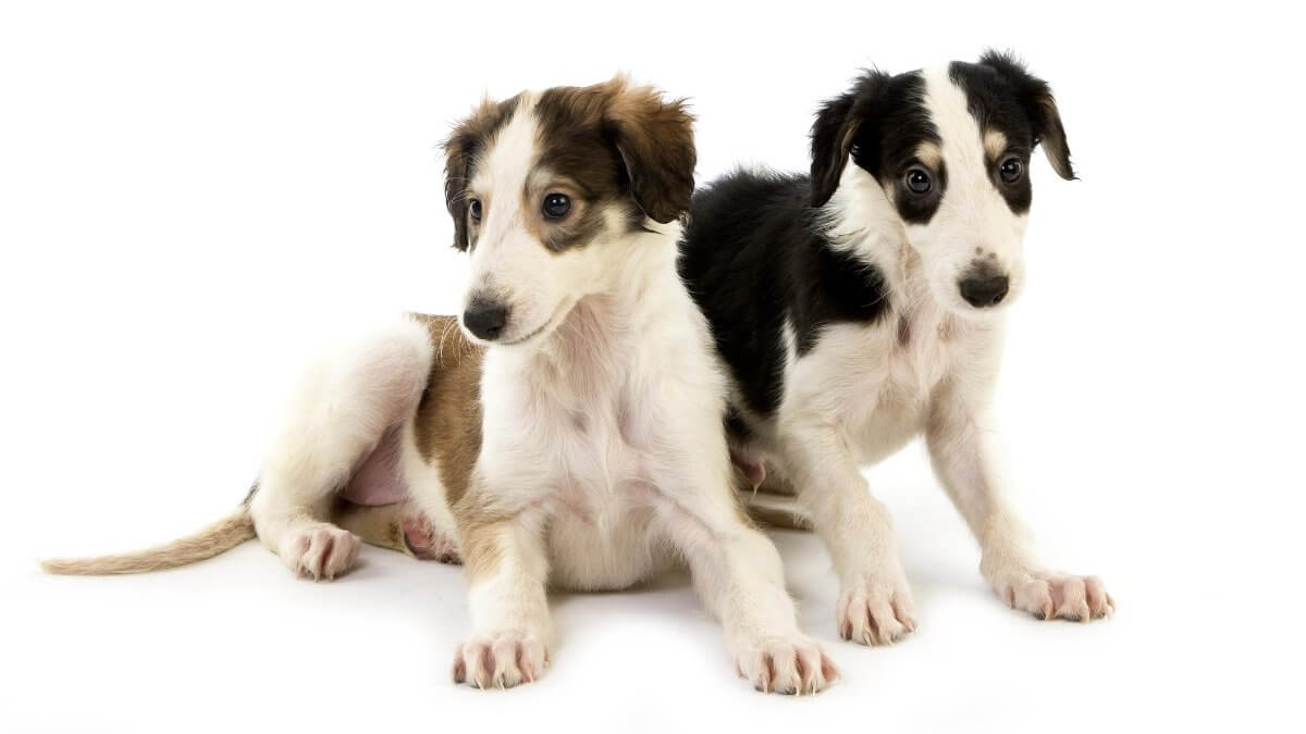 Borzoi puppies against white background