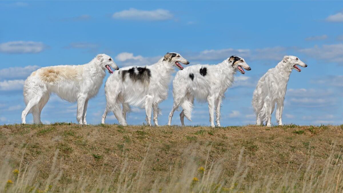 Four beautiful russian Borzoi dogs standing over autumn blue sky bagkground