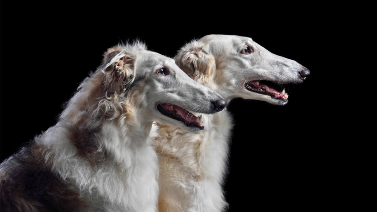 Studio portrait of bright sighthound Borzoi dogs with isolated on black background