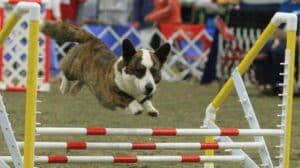 Cardigan Welsh Corgi jumping over an obstacle during an Agility competition.