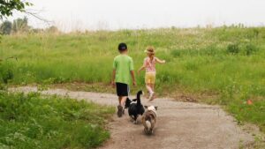 Two small children two Cardigan Welsh Corgis going for a walk