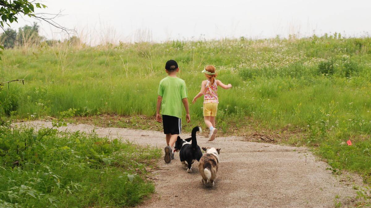 Two small children two Cardigan Welsh Corgis going for a walk