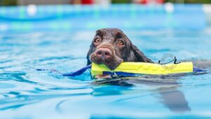 Field Spaniel