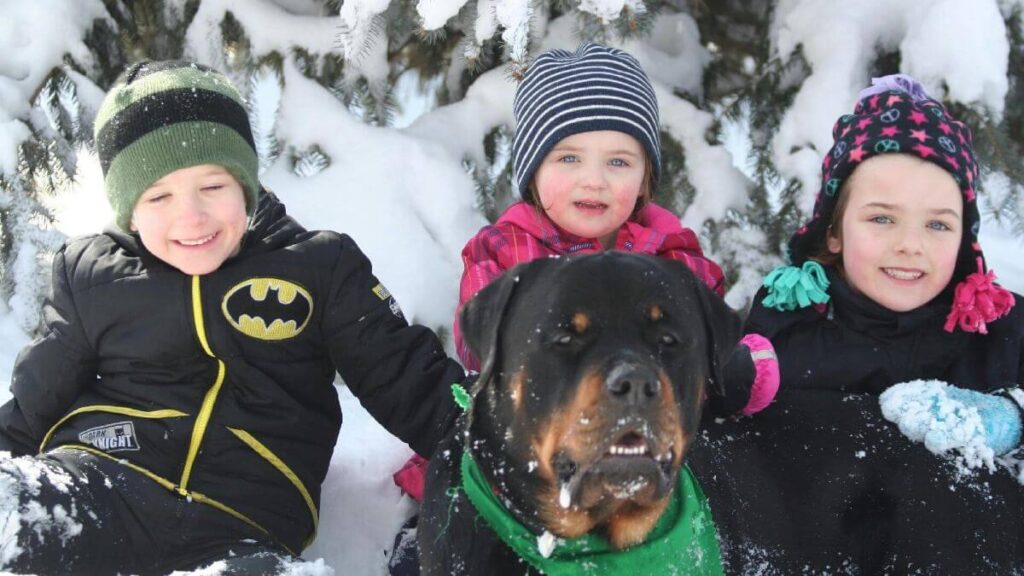 Rottweiler
