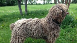 Spanish Water Dog