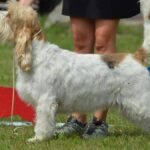 Grand Basset Griffon Vendeens