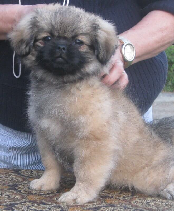 Tibetan Spaniel puppy standing.