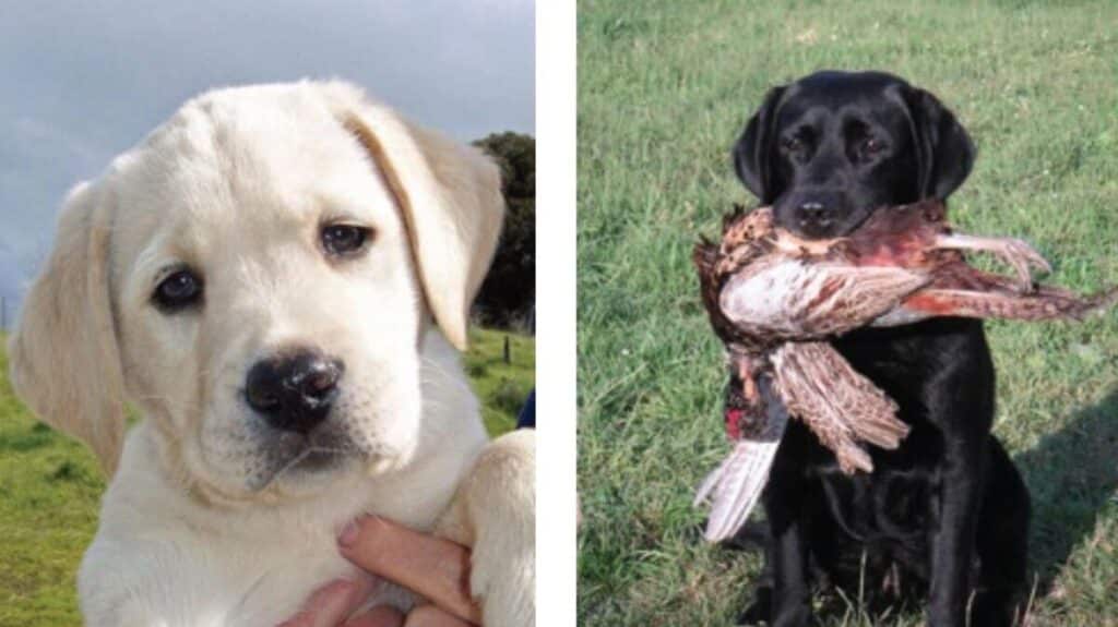 Two combined photos of Labrador Retrievers