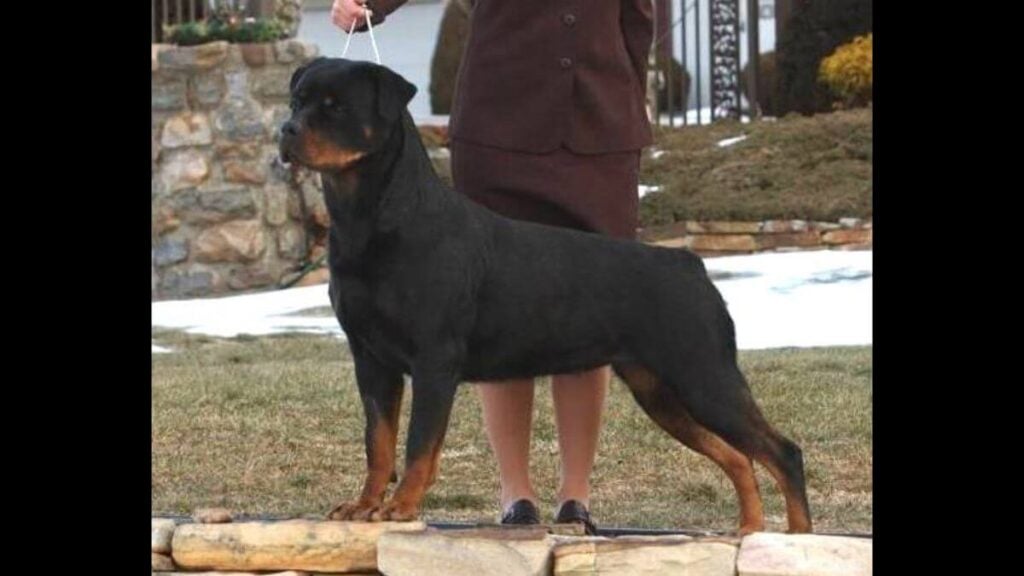 Rottweiler