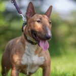 Miniature Bull Terrier standing on the grass