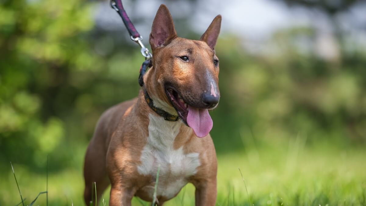 Miniature Bull Terrier standing on the grass