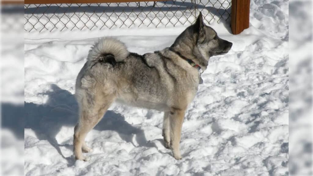 Veteran Norwegian Elkhound bitch in snow