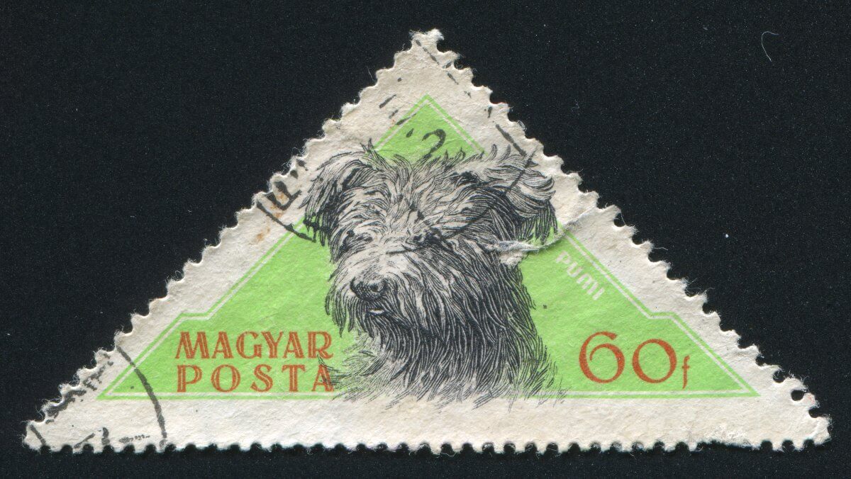 HUNGARY - CIRCA 1956: stamp printed by Hungary, shows Sheepdog Pumi