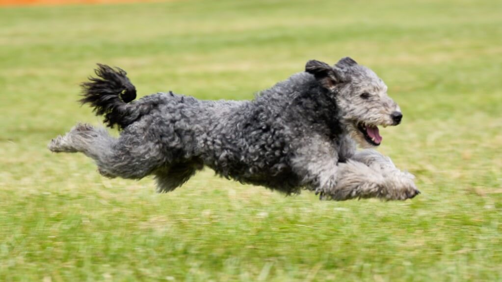 Pumi running on a field.