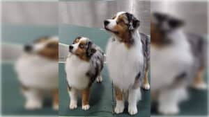 Miniature American Shepherd