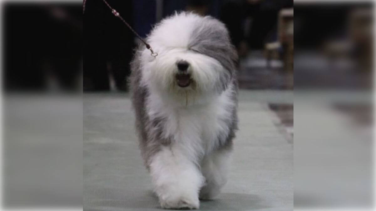 do old english sheepdogs shed a lot