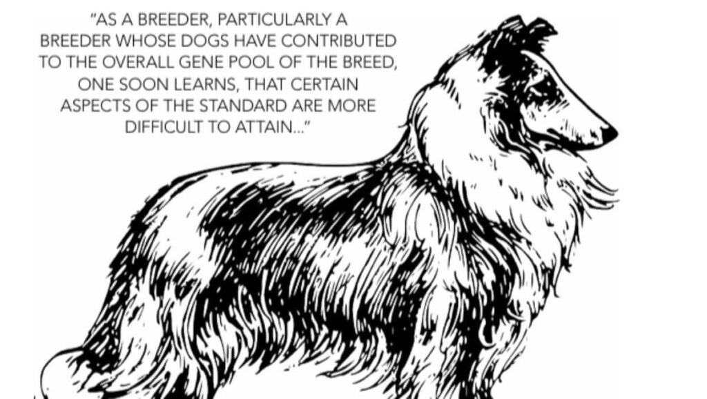 Collie
