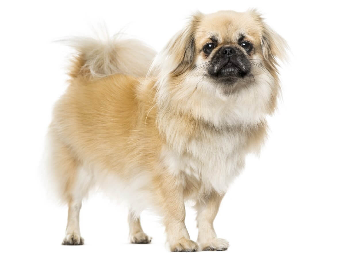 Tibetan Spaniel standing, on white background, 2 years old