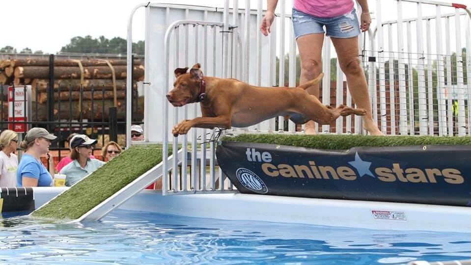 Vizsla dog jumping in a pool during Dock Diving competition.