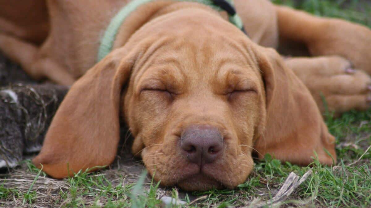 Magyar Vizsla Puppy in the garden