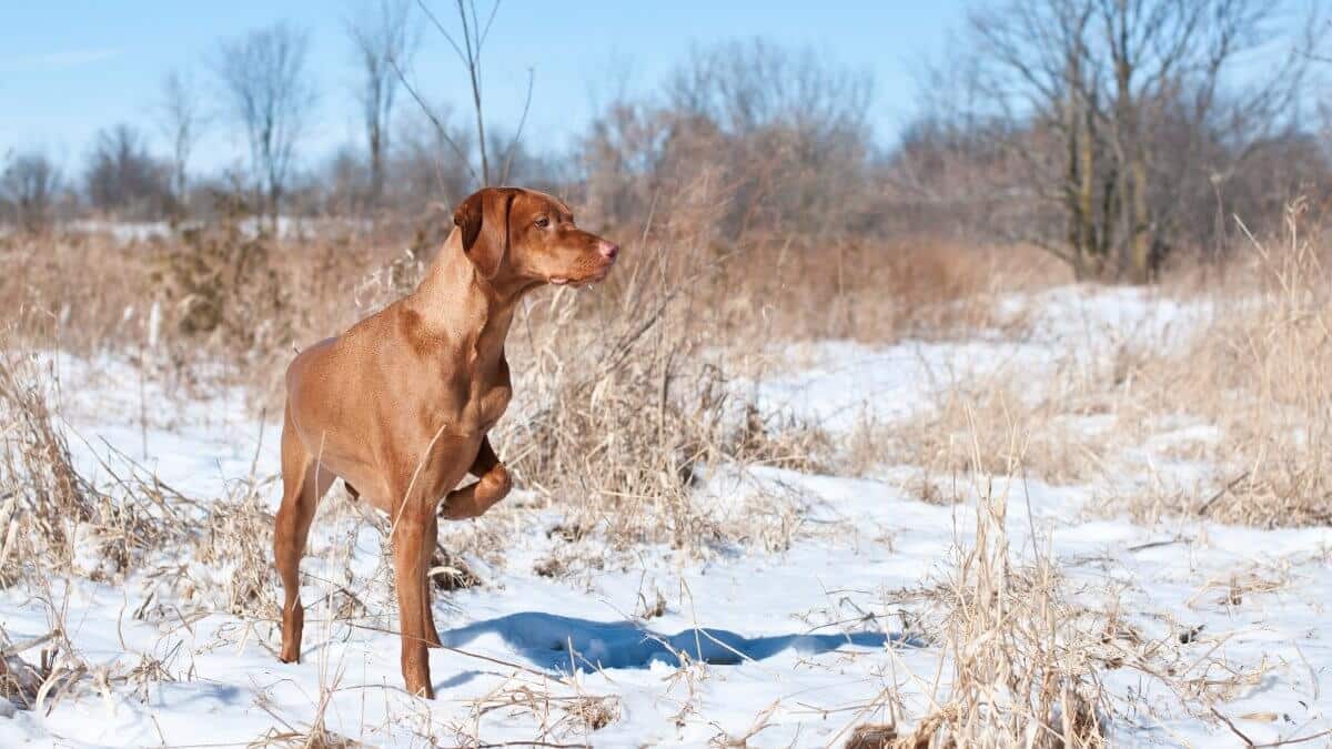 A vizsla dog pointing in a snowy field in winter.