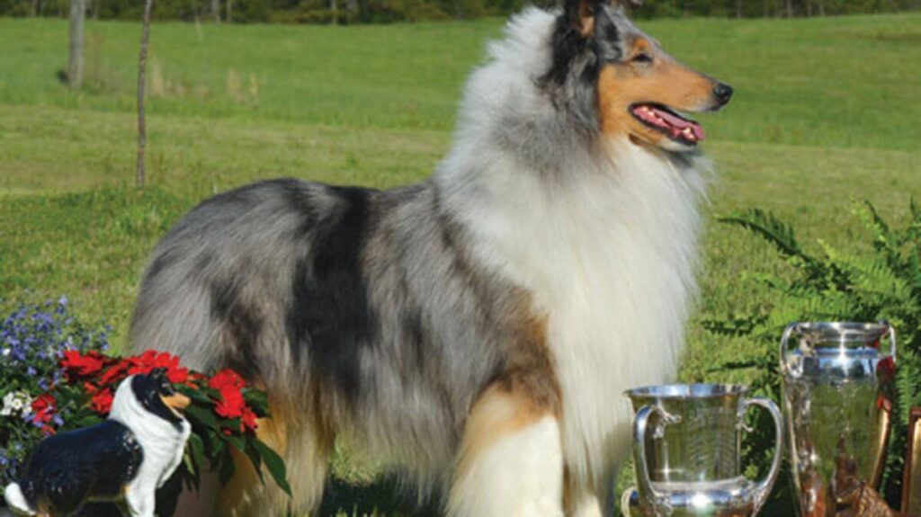 Collie