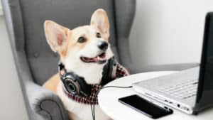 Cute corgi dog on a video call, using mobile phone and a laptop, pets acting like humans,remote work