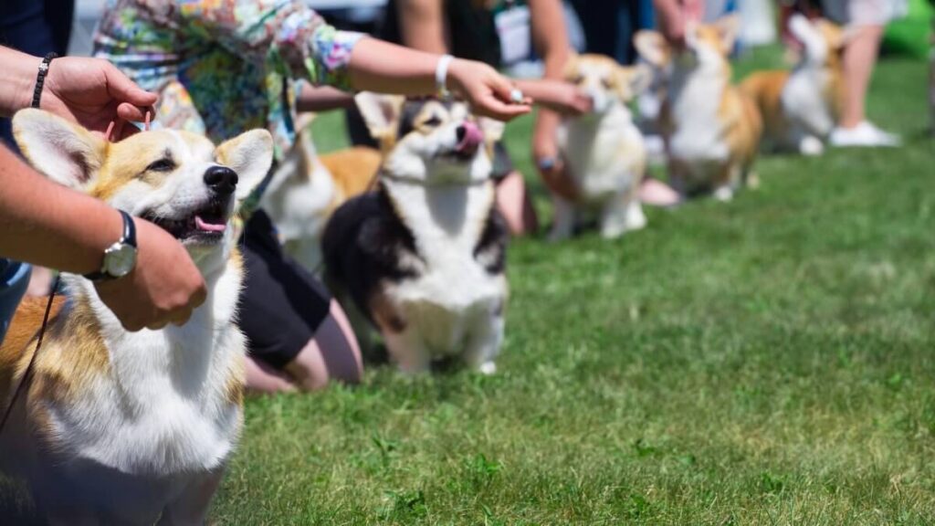 Corgi dog show. Corgi dogs and handlers at the dog show