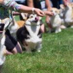 Corgi dog show. Corgi dogs and handlers at the dog show