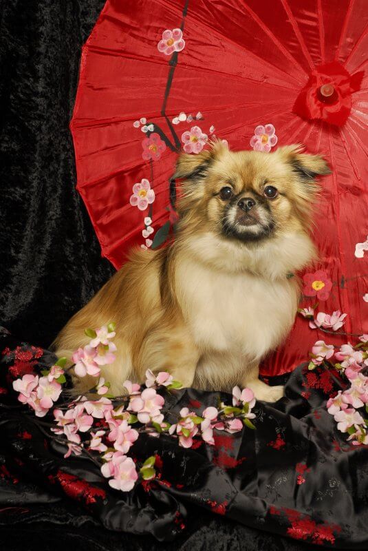 A Tibetan Spaniel sits in front of a red umbrella among apple blossoms