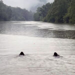 Irish Water Spaniels in water