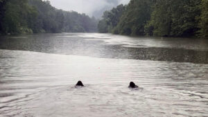 Irish Water Spaniels in water