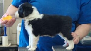 Miniature American Shepherd