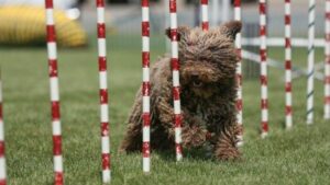 Spanish Water Dog