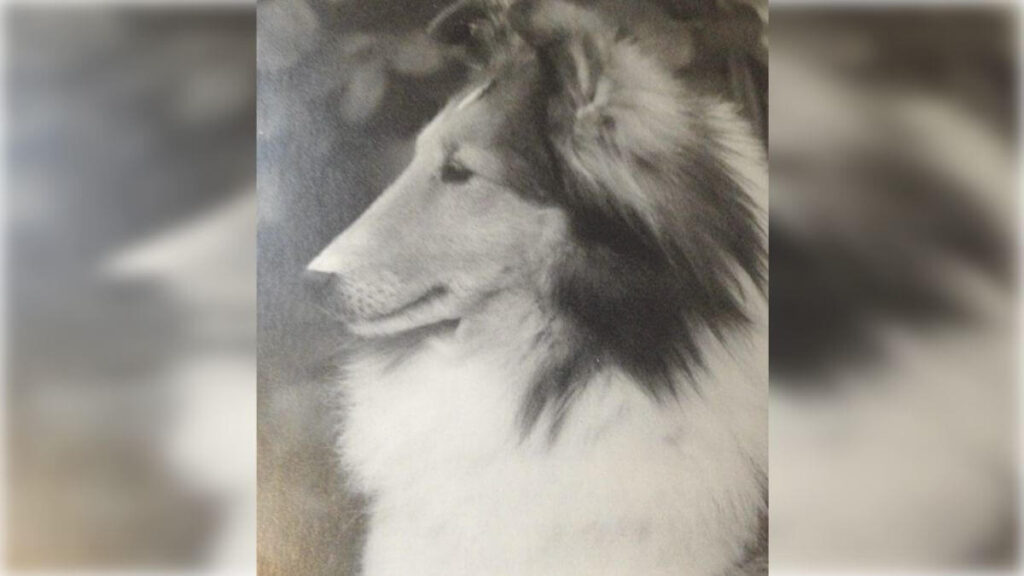 Shetland Sheepdog