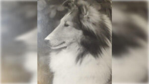 Shetland Sheepdog