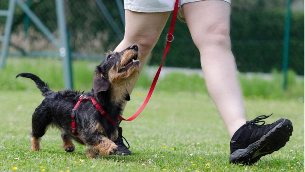 Dog training