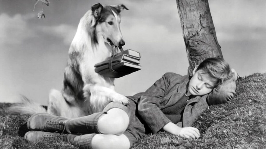 Collie
