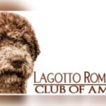 Lagotto Romagnolo