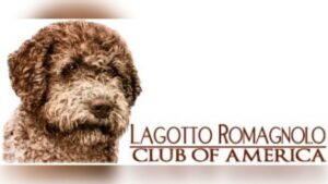 Lagotto Romagnolo