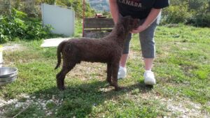 Lagotto Romagnolo